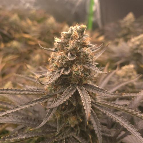 Sweet Cherry Kush Monster LSOK. Week 18