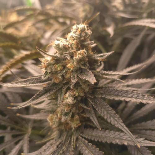 Sweet Cherry Kush Monster LSOK. Week 18