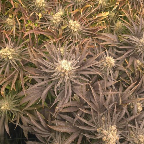 Sweet Cherry Kush. Week 18