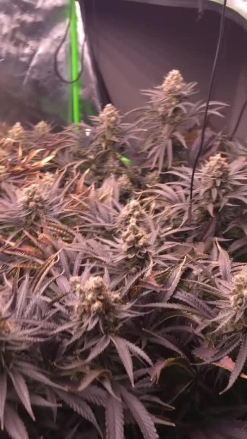 Sweet Cherry Kush Monster LSOK