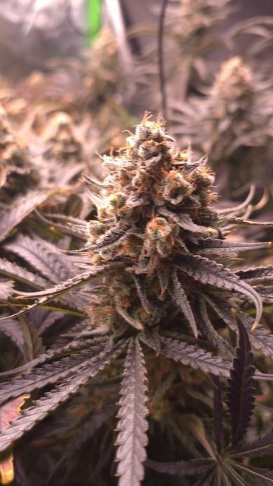 Sweet Cherry Kush Monster LSOK. Week 19