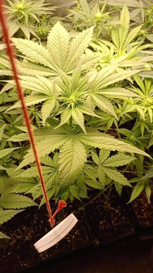 Jamaican Pearl+Oreoz+Northern Lights