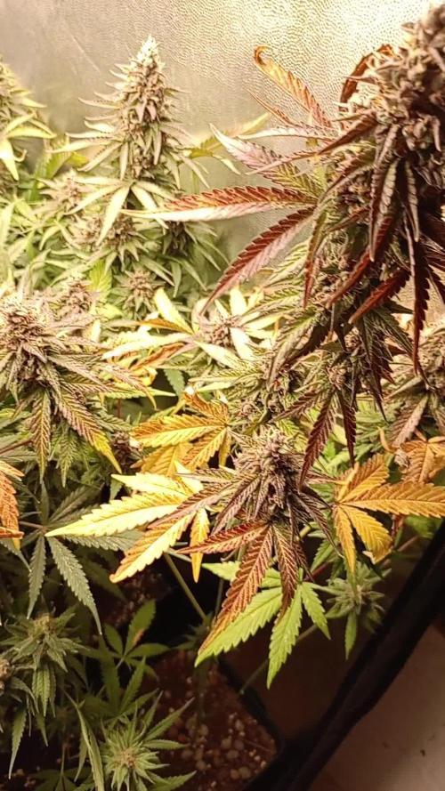 Jamaican Pearl+Oreoz+Northern Lights