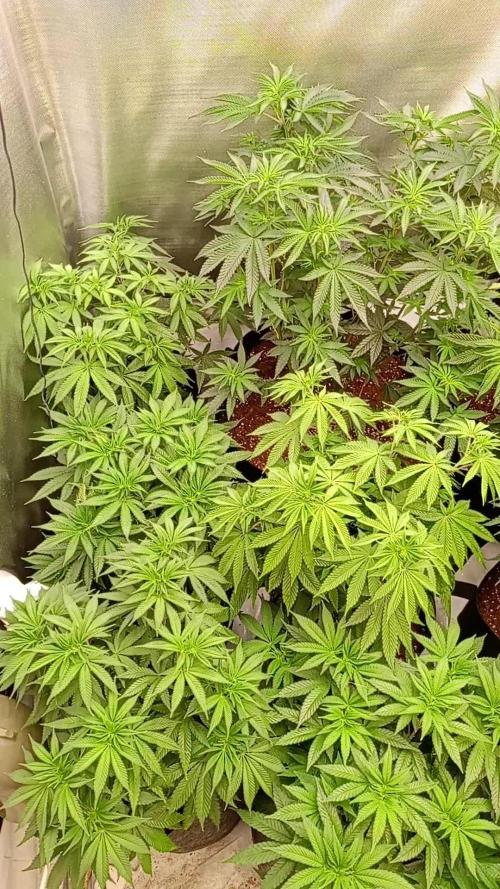 2025 blueberry + negra44