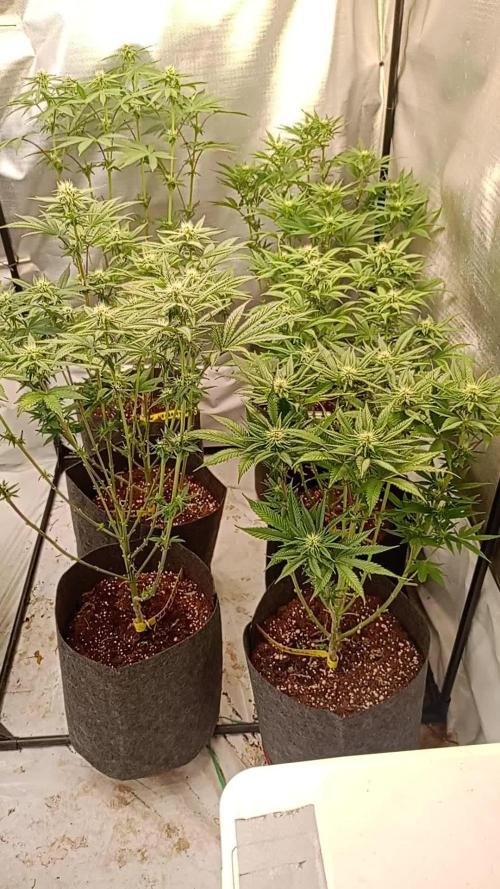 2025 blueberry + negra44