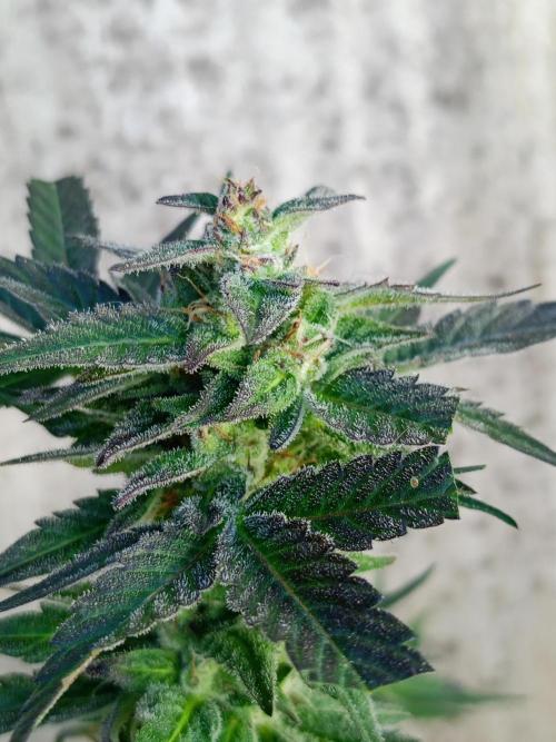 2025 blueberry + negra44. Week 11