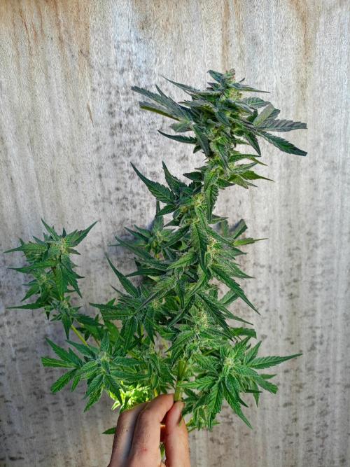 2025 blueberry + negra44. Week 11