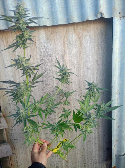 2025 blueberry + negra44. Week 11