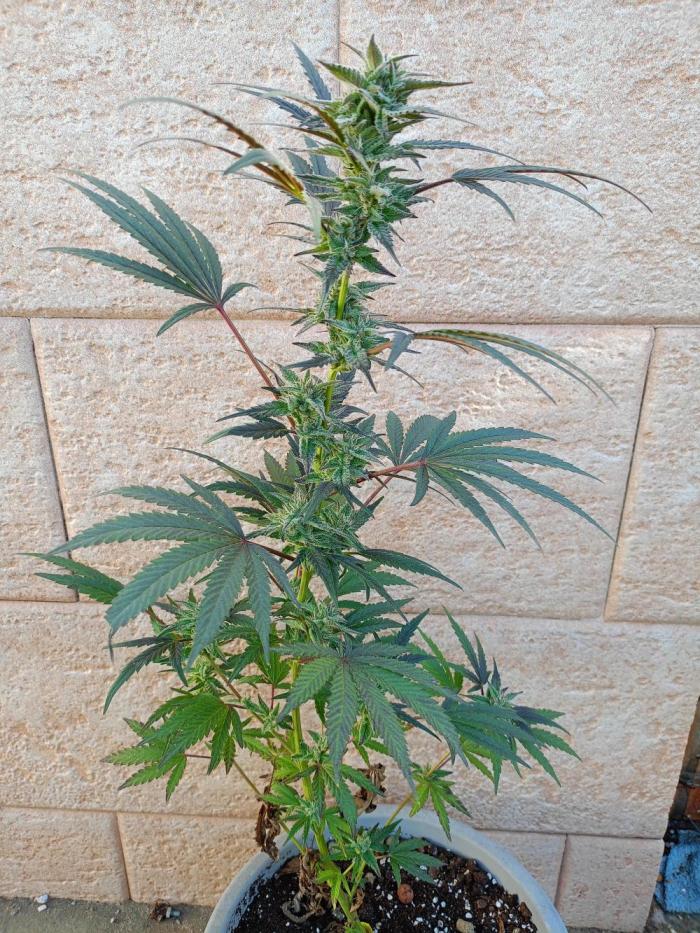 2025 blueberry + negra44. Week 11