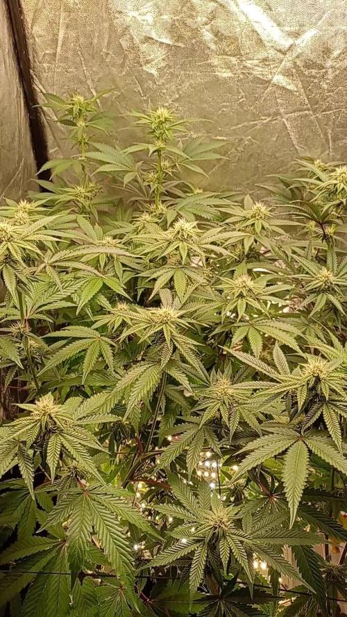 Negra 44 + Blueberry Cupcake