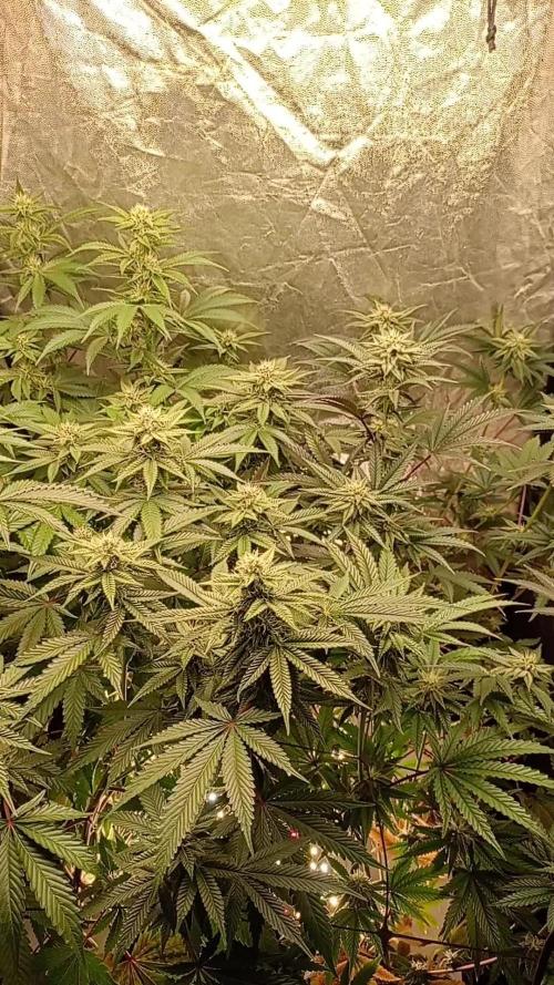 Negra 44 + Blueberry Cupcake