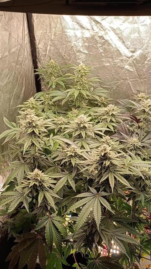 Negra 44 + Blueberry Cupcake