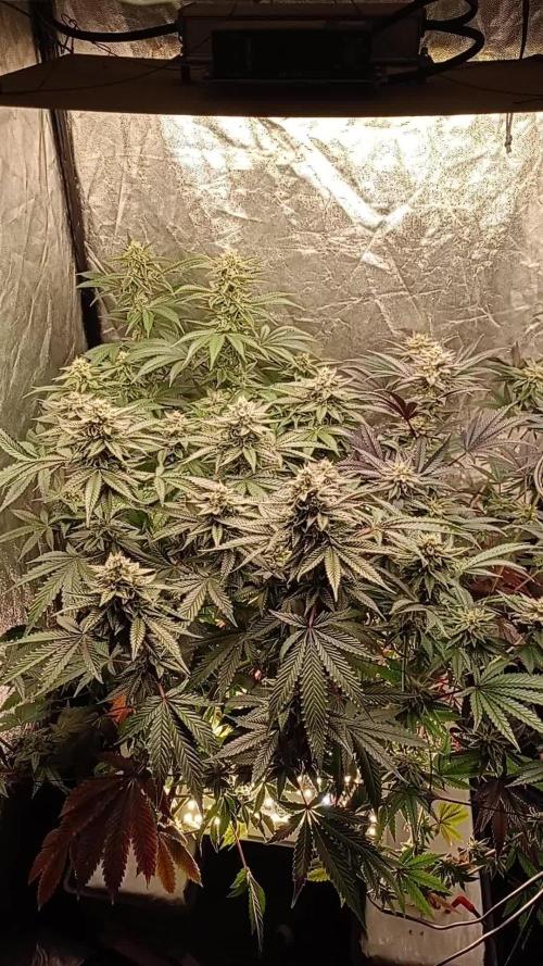 Negra 44 + Blueberry Cupcake