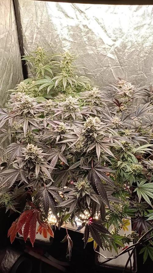 Negra 44 + Blueberry Cupcake