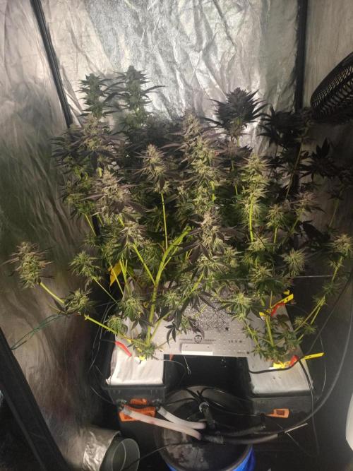 Negra 44 + Blueberry Cupcake. Week 9