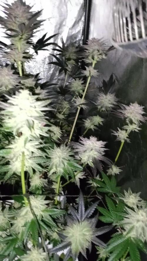 Negra 44 + Blueberry Cupcake