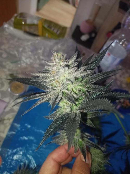 Negra 44 + Blueberry Cupcake. Week 9