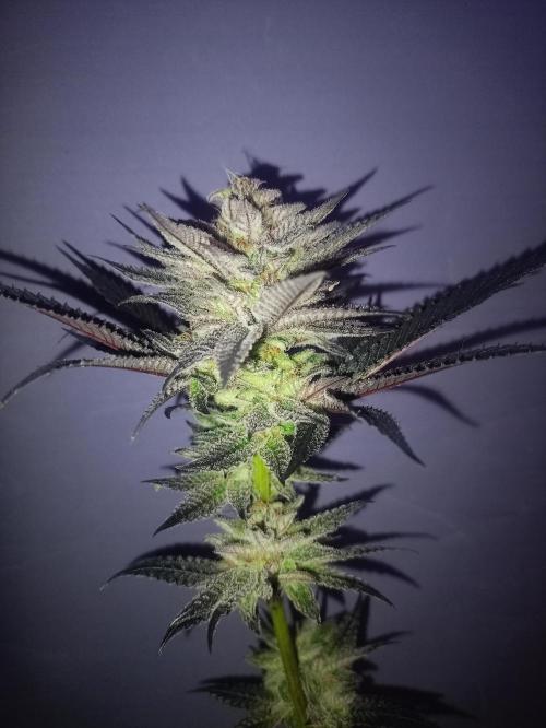 Negra 44 + Blueberry Cupcake. Week 9