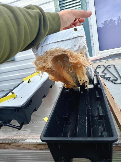 Negra 44 + Blueberry Cupcake. Week 9