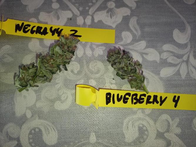 Negra 44 + Blueberry Cupcake. Week 9