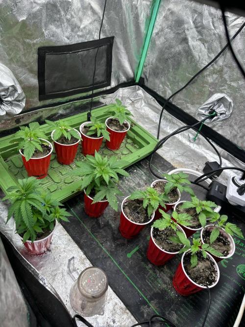 Pheno Hunt 4/1/26. Week 1
