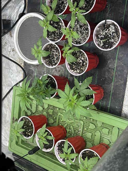 Pheno Hunt 4/1/26. Week 1