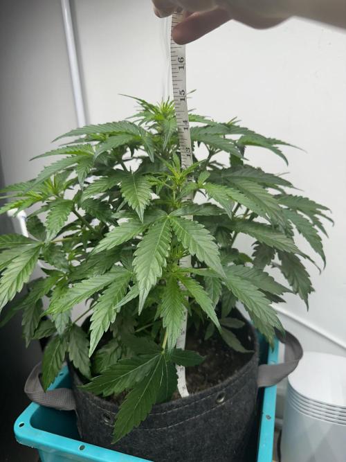 Banana Blaze Auto. Week 2