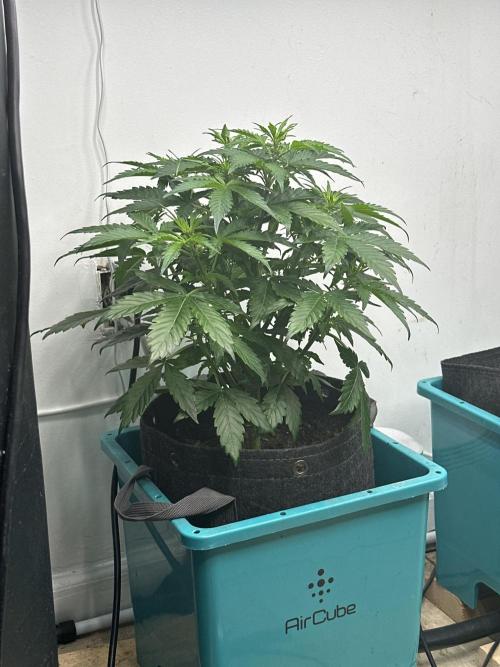 Banana Blaze Auto. Week 2