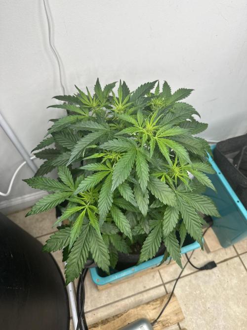 Banana Blaze Auto. Week 2