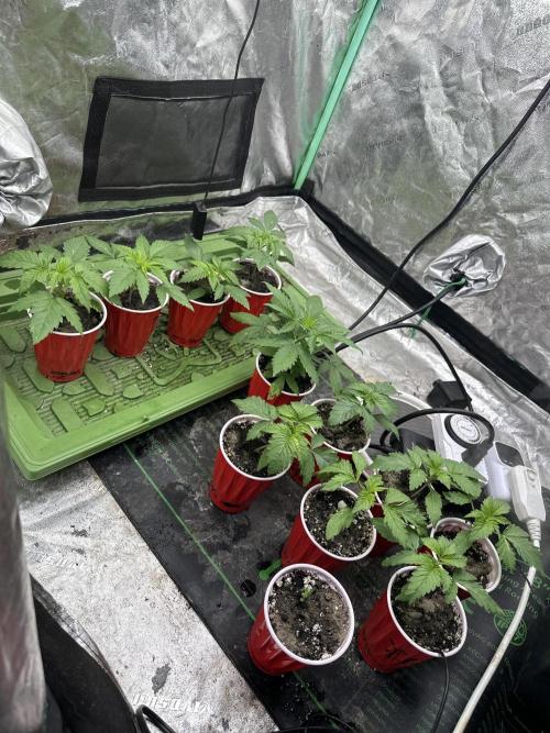 Pheno Hunt 4/1/26. Week 2