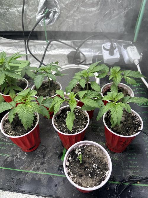 Pheno Hunt 4/1/26. Week 2