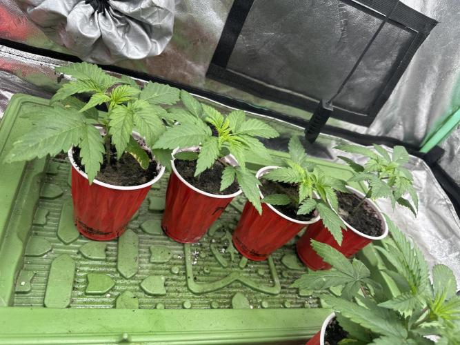 Pheno Hunt 4/1/26. Week 2
