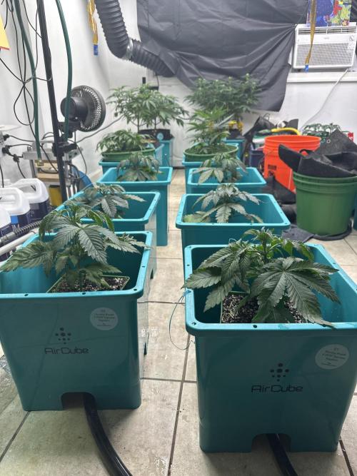 Pheno Hunt 4/1/26. Week 3