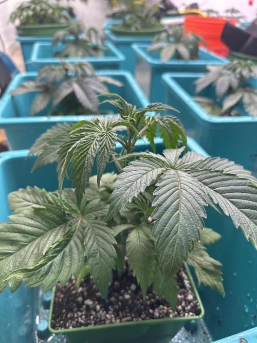 Pheno Hunt 4/1/26. Week 3