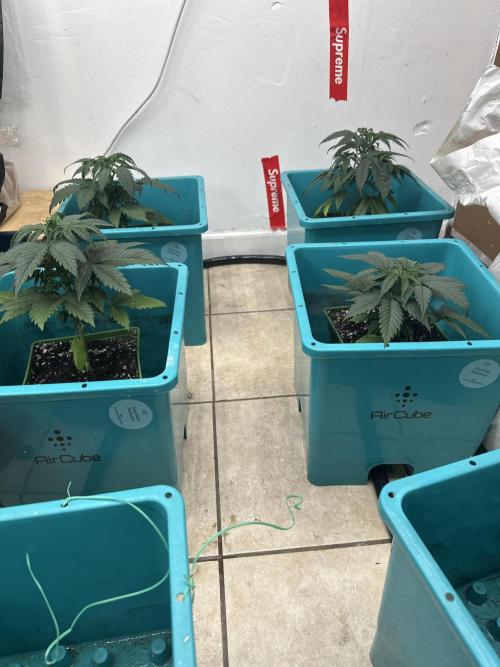 Pheno Hunt 4/1/26. Week 3
