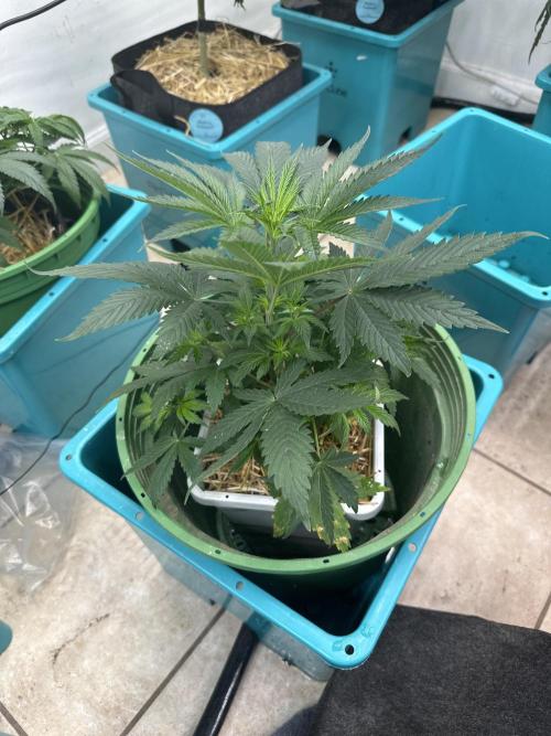 Pheno Hunt 4/1/26. Week 3 - Mystery!