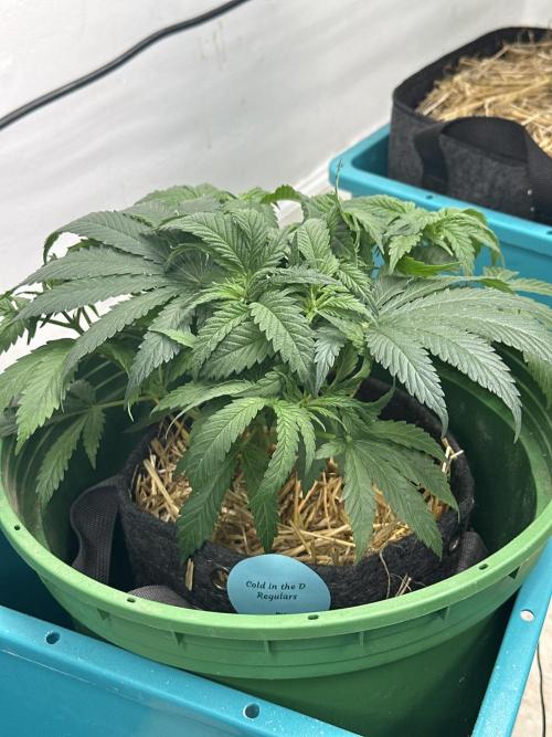 Pheno Hunt 4/1/26. Week 3