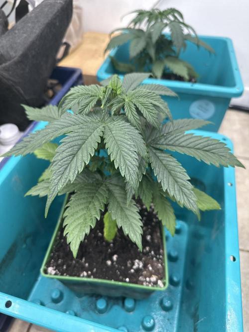 Pheno Hunt 4/1/26. Week 3