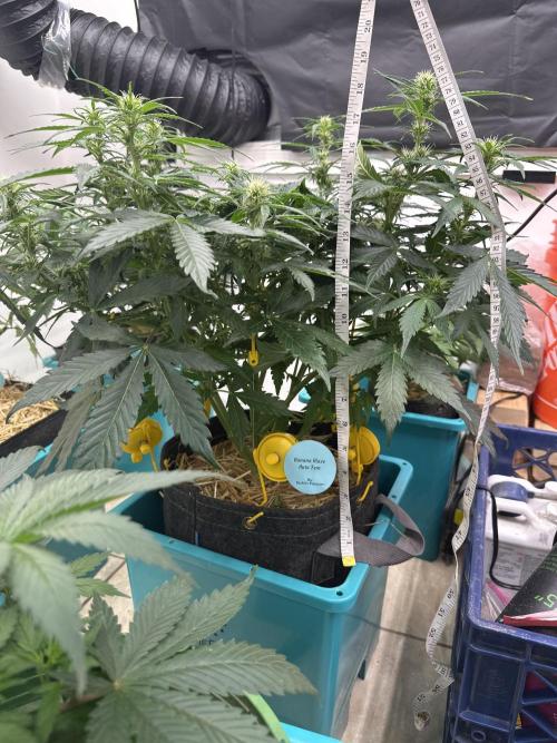 Banana Blaze Auto. Week 3