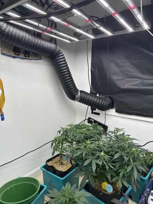 Banana Blaze Auto. Week 3