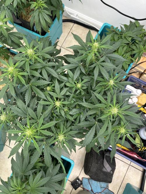 Banana Blaze Auto. Week 3