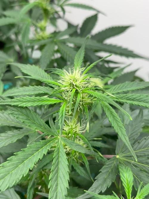 Banana Blaze Auto