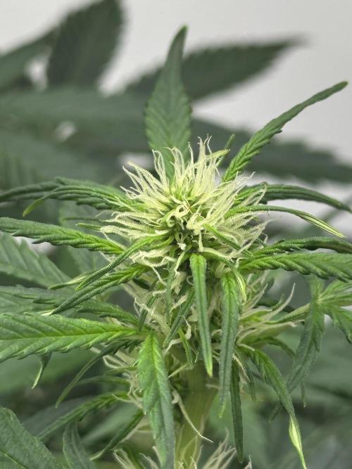 Banana Blaze Auto. Week 3