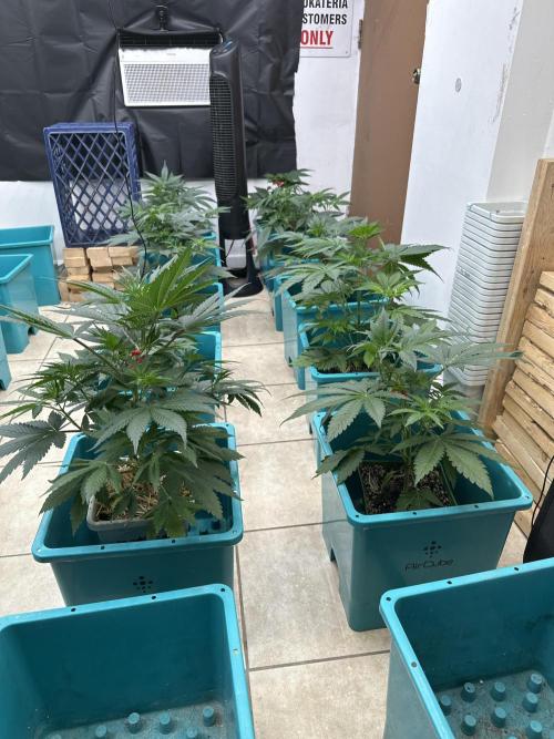 Pheno Hunt 4/1/26. Week 4