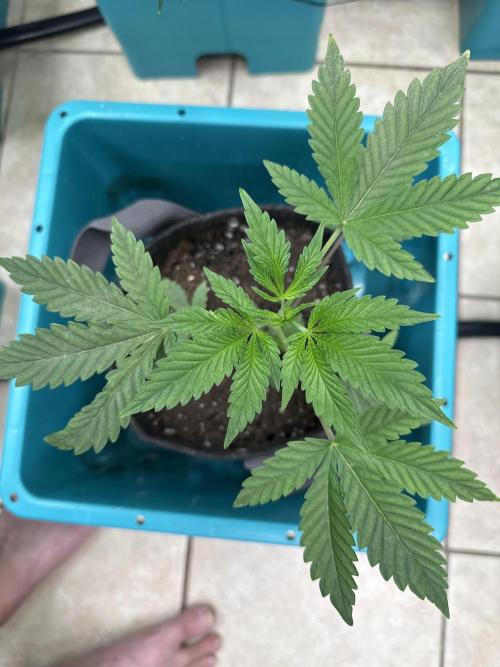 Pheno Hunt 4/1/26. Week 4 - Another mystery seed
