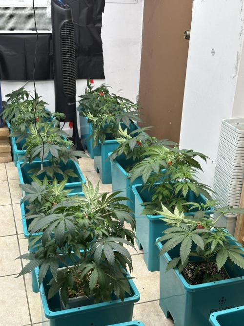 Pheno Hunt 4/1/26. Week 4