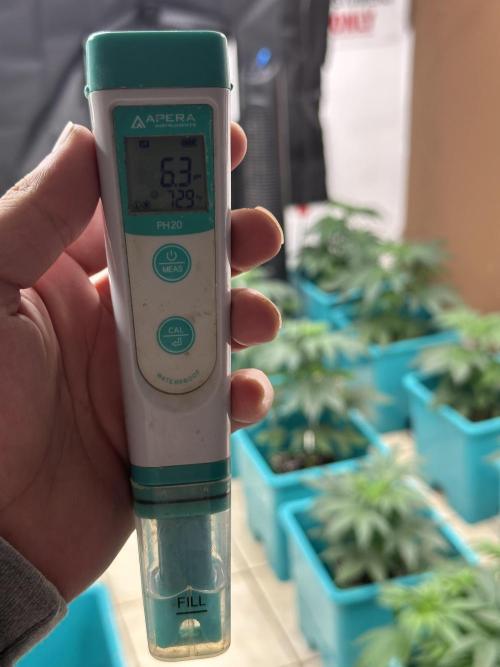 Pheno Hunt 4/1/26. Week 4