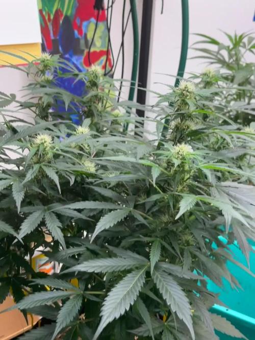 Banana Blaze Auto