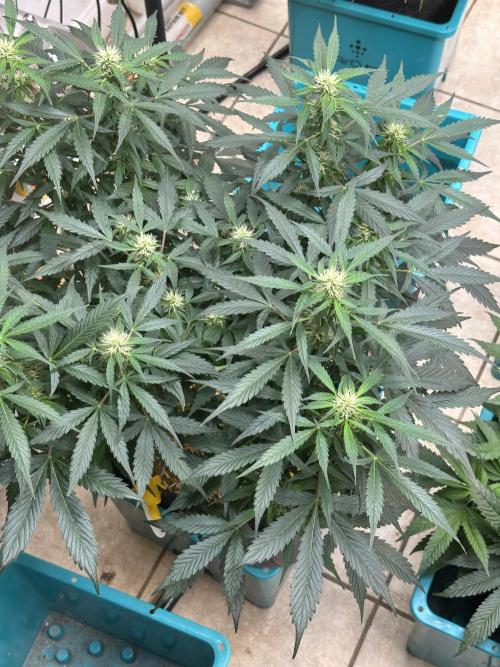 Banana Blaze Auto. Week 4