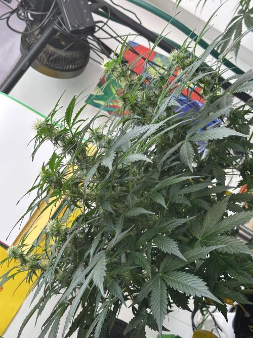 Banana Blaze Auto. Week 4
